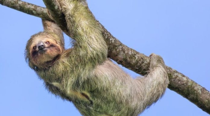 Почему ленивцы такие медлительные? С ленью это не связано