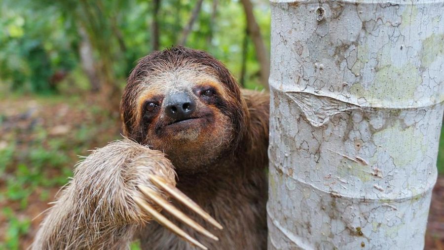 cf97d900fe99a8e745dc293ca399749b