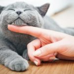 Действительно коты не общительные? Возможно, мы просто не понимаем их