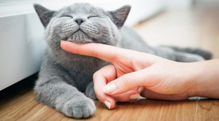 Действительно коты не общительные? Возможно, мы просто не понимаем их