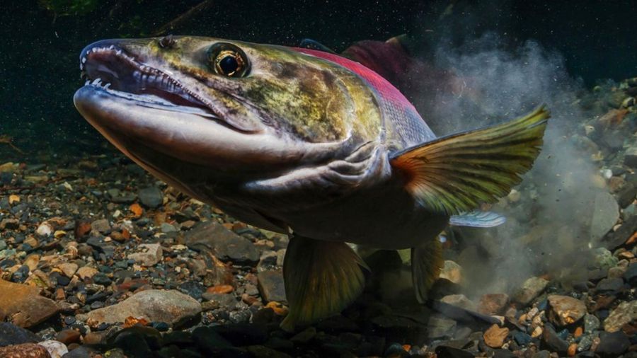 Каким был бы мир, если бы женщины могли контролировать возможность забеременеть 3 997442f157a91d504ffb9327af2f6498