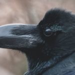 Вороны — самые умные из животных. Это правда?