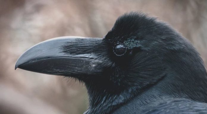 Вороны — самые умные из животных. Это правда?