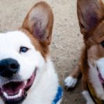 Сколько на самом деле лет вашей собаке — новая формула подсчета