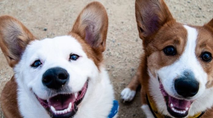 Сколько на самом деле лет вашей собаке — новая формула подсчета