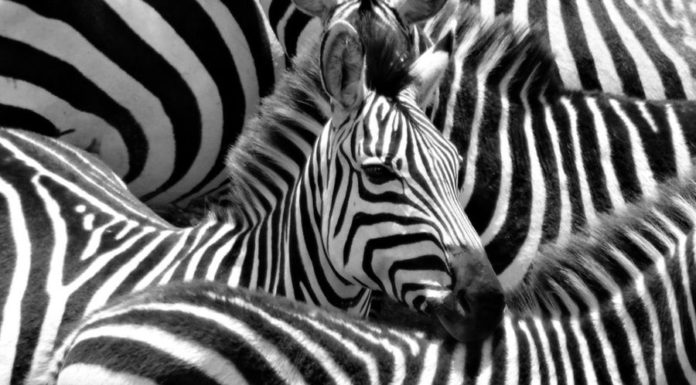 Вся правда о полосы зебры: тайна почти разгадана