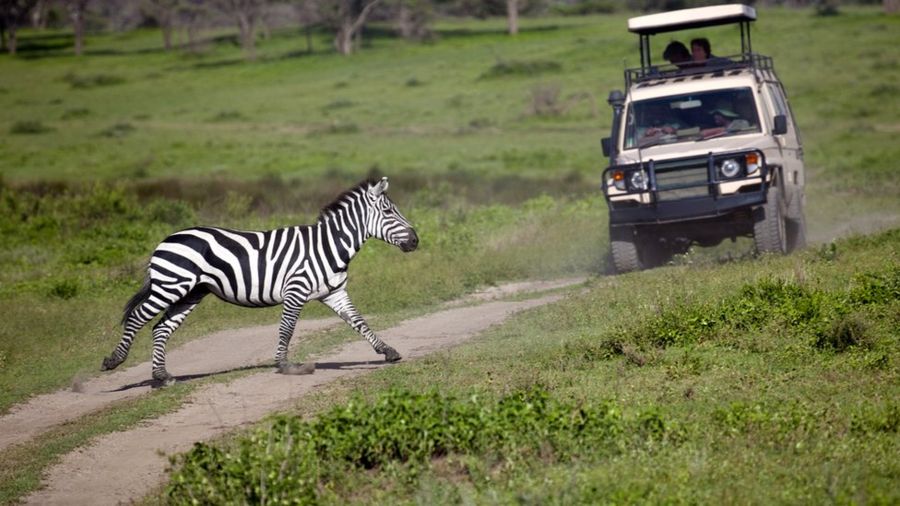 Вся правда о полосы зебры: тайна почти разгадана 5 397792b21df26dbd0e7d3dd870429538