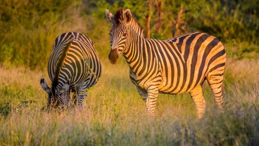 Вся правда о полосы зебры: тайна почти разгадана 3 8d5591c1a69d960600e74687e5e4d327