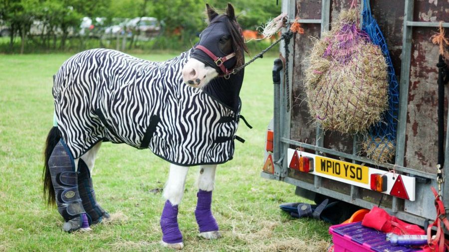 Вся правда о полосы зебры: тайна почти разгадана 2 9b8c1218844a7c4d07fd191892f78149