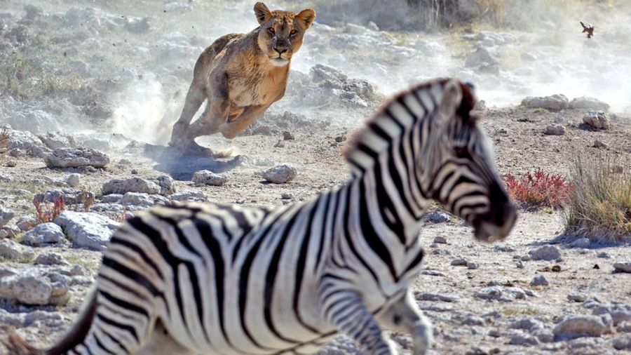 Вся правда о полосы зебры: тайна почти разгадана 6 c9927e86f87473d769e42ff2a47e6c61