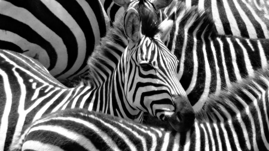 Вся правда о полосы зебры: тайна почти разгадана 1 e0a4bc81fc50699784fc54505a3fb28b