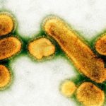 Каким бы был наш мир, если бы все вирусы исчезли