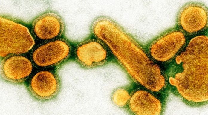 Каким бы был наш мир, если бы все вирусы исчезли