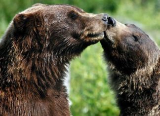 Получают ли животные удовольствие от секса