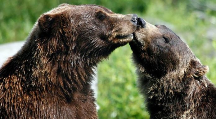 Получают ли животные удовольствие от секса