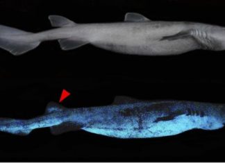 Ученые нашли гигантскую акулу, светится в темноте