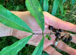 «Вскоре мы будем пить забытый вид кофе»