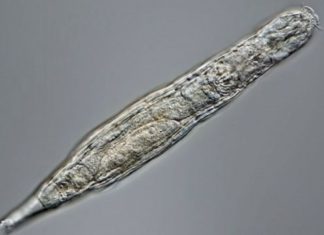 Ученые оживили животное после 24 тысяч лет в вечной мерзлоте