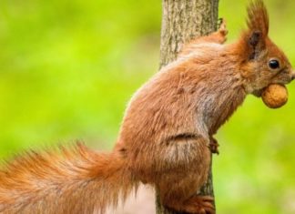 К концу века в Украине могут исчезнуть дикие белки. Останутся в Беларуси и России