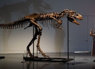 Скелет горгозавра был продан на аукционе за $6 млн. Почему их отдают частным владельцам