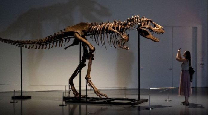 Скелет горгозавра был продан на аукционе за $6 млн. Почему их отдают частным владельцам