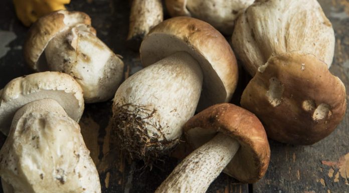 Сушеные грибы по доступной цене