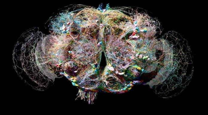 Ученые совершили прорыв в изучении мозга мухи. Он поможет понять мышление человека