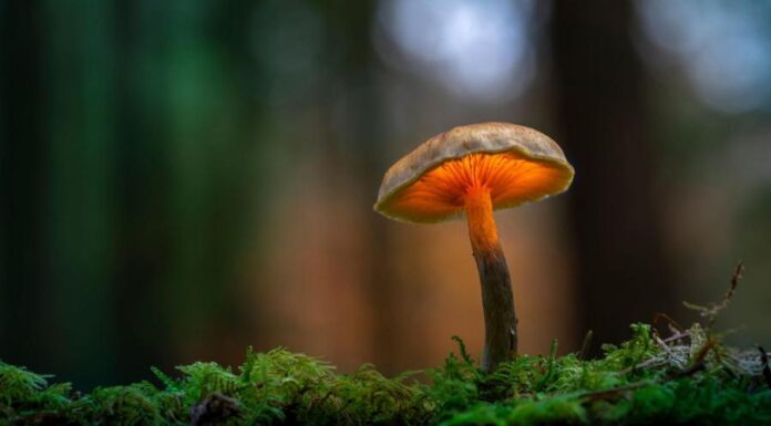 Удивительный мир грибов. 5 неожиданных фактов