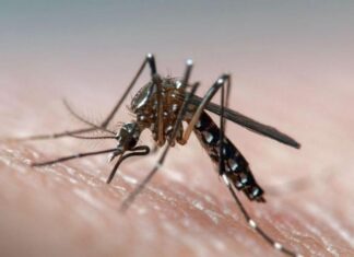 Как остановить опасные вирусы: глухие комары перестают размножаться