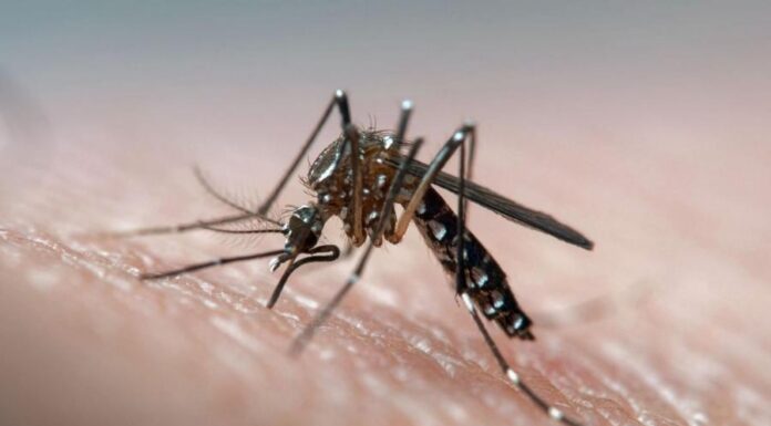 Как остановить опасные вирусы: глухие комары перестают размножаться