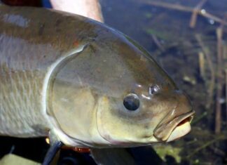 Загадочная рыба, живущая 100 лет и не стареющая