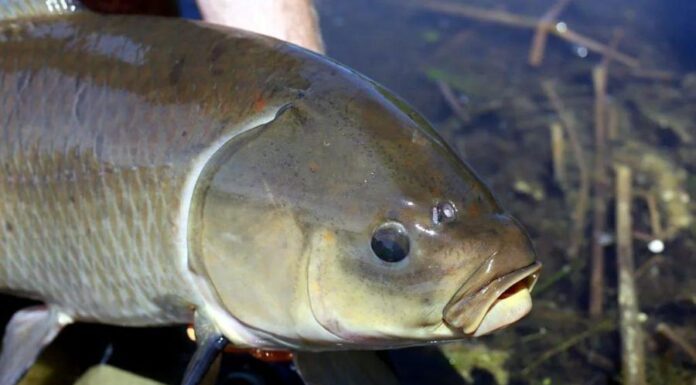 Загадочная рыба, живущая 100 лет и не стареющая