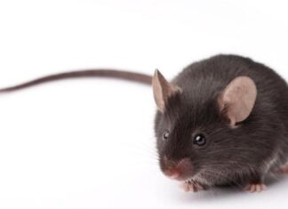 Как помнить о новом и не забыть о старом? Мыши помогут