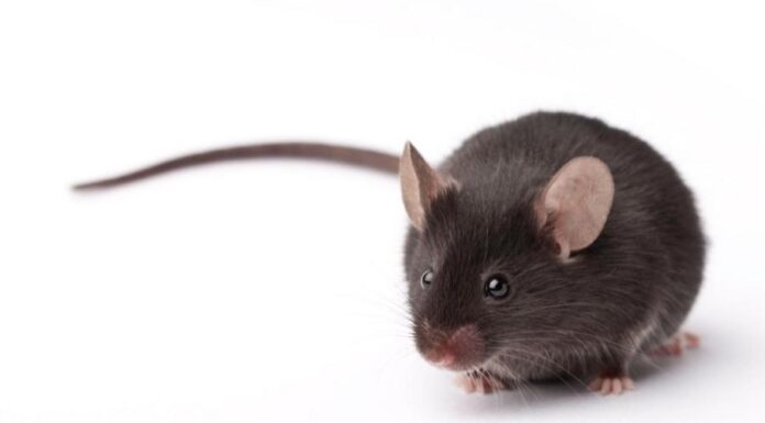 Как помнить о новом и не забыть о старом? Мыши помогут