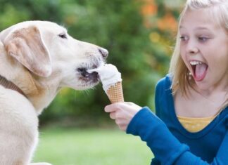 Как мы выглядим как лабрадоры? У нас общий ген по поводу еды и склонность к избыточному весу