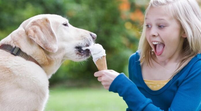 Как мы выглядим как лабрадоры? У нас общий ген по поводу еды и склонность к избыточному весу