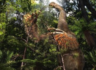 Ученые нашли уникальный динозавр «странного взгляда»