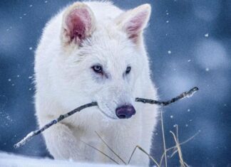 Это не столько с утверждением, что ученые «воскресили» лютивы из «Игры престолов», которые давно вымерли