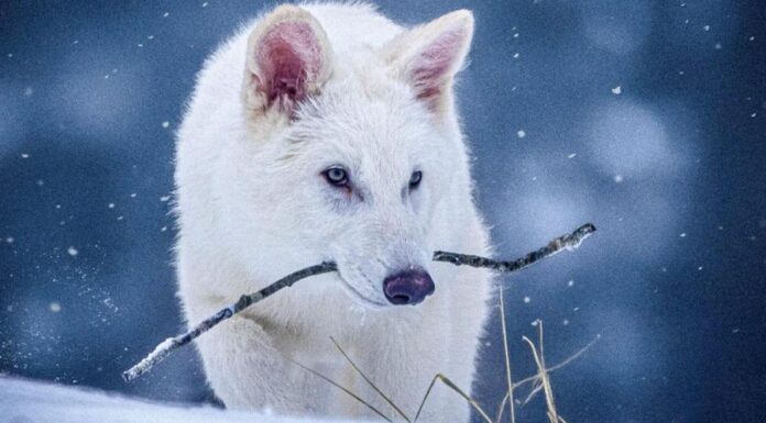 Это не столько с утверждением, что ученые «воскресили» лютивы из «Игры престолов», которые давно вымерли