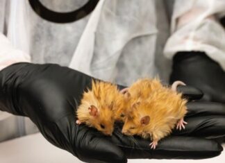 Ученые делают мышь слона, похожей на мамонт. Зачем это нужно