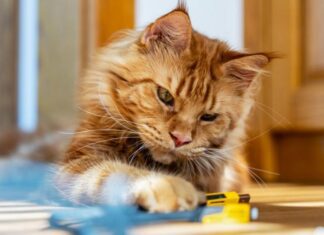 Ученые раскрыли тайну красных кошек, которые не отдыхали на протяжении десятилетий