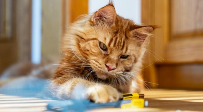 Ученые раскрыли тайну красных кошек, которые не отдыхали на протяжении десятилетий