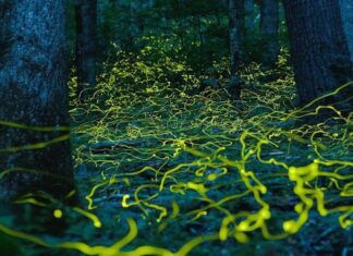 Лес уникальных «синих призраков» в Соединенных Штатах. Какое явление