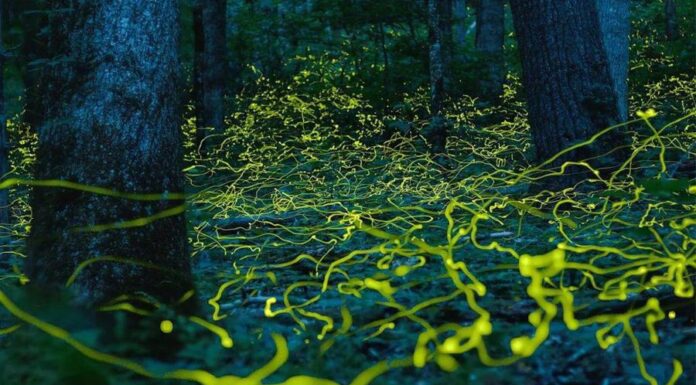 Лес уникальных «синих призраков» в Соединенных Штатах. Какое явление