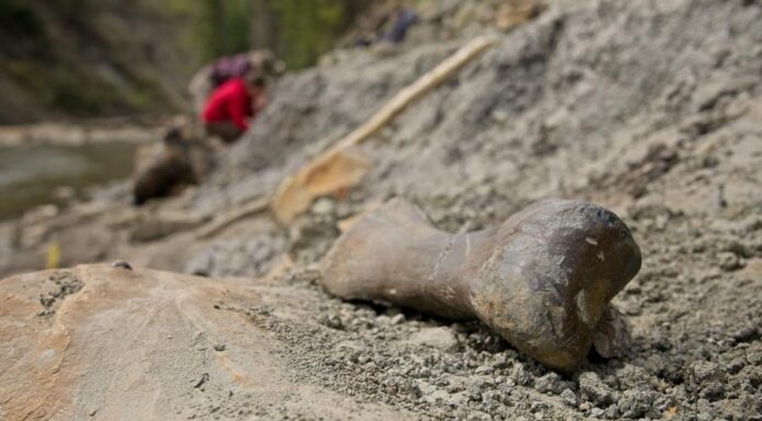 Место, где тысячи динозавров были немедленно убиты. Ученые раскрывают тайну рек Смерти