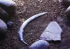 Самый старый бумеранг, найденный в Польше, на самом деле не вернулся