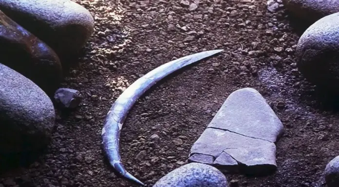 Самый старый бумеранг, найденный в Польше, на самом деле не вернулся