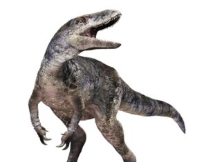 Ученые обнаружили новый вид, который меняет историю эволюции тиранозавров