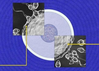 Самая загадочная ячейка. Какие секреты держат сперму
