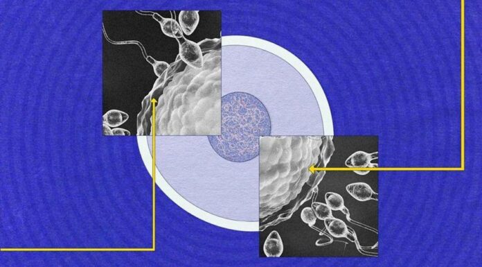 Самая загадочная ячейка. Какие секреты держат сперму